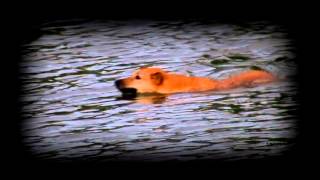 Video Mezi Ploty 2014