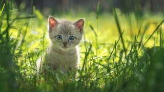 FILHOTES DE GATOS - Os miados de gatinhos mais Fofos para MELHORAR o seu dia!