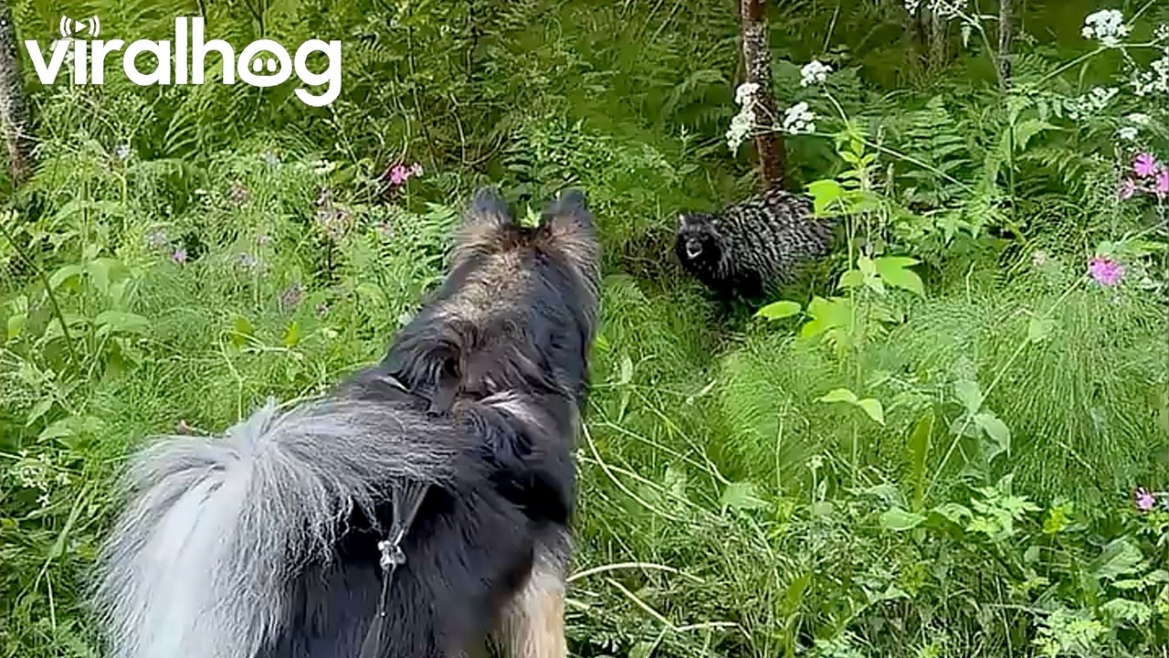 Dog Meets Her Distant Cousin the Raccoon Dog || ViralHog