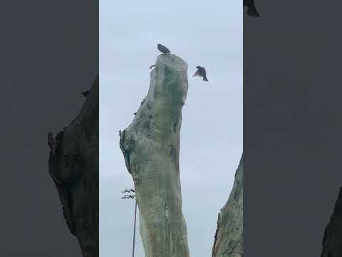 Los patos dormidos frete de laguna