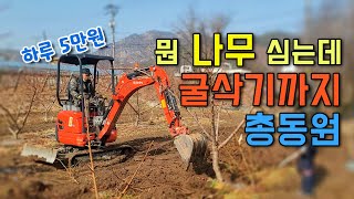 과수원에 나무 옮겨 심는데 굴삭기 동력운반기 총동원 난리 났네 난리 났어