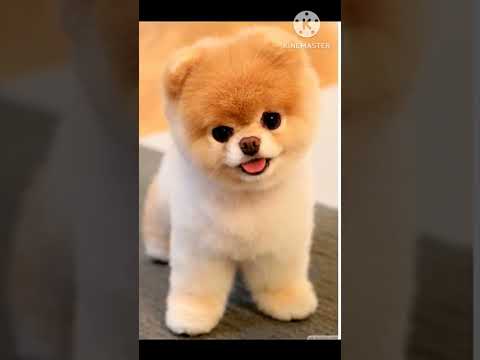 TOP 10#CUTE PUPPIES🐶 SHORTS MANVEER #PLEASE  WAIT FOR END THANKS