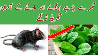 Homemade Remidies to get rid of Rats in Homes and Shops in Urdu ll Hindi