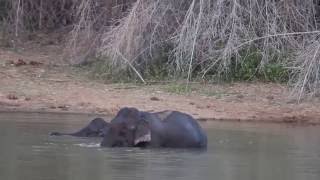 preview picture of video 'Mother Elephant with their Calves at Samieri Waterhole from Hosur Forest'