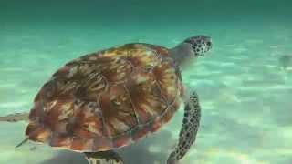 preview picture of video 'Green Sea Turtles at Navarre Beach Marine Sanctuary and Artificial Reef'