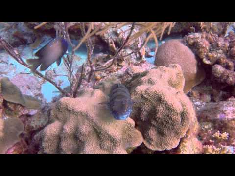 lizardfish at karpata, bonaire 1-2-2015