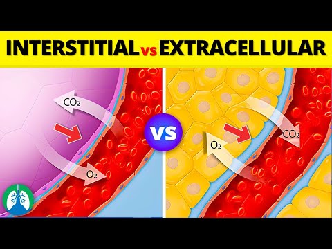 Interstitial Fluid vs. Extracellular Fluid | What is the Difference?