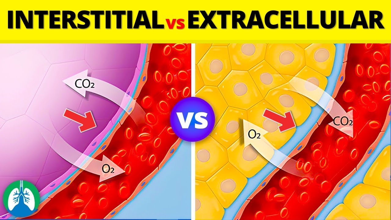 Interstitial Fluid vs. Extracellular Fluid | What is the Difference?