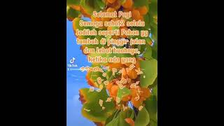 Download lagu Status wa terbaru rohani kristen selamat pagi mp3