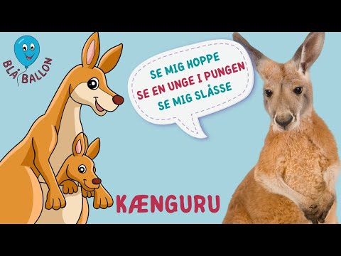 🦘 Kænguruer for børn – Se ungen i pungen, se en sjov slåskamp og lær sjove fakta om kænguruer!