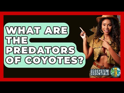 What Are The Predators Of Coyotes? - Ecosystem Essentials