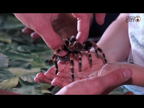 A poszméhek természetes ellenségei - Ragadozó pókok és paraziták