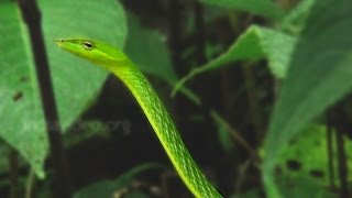Smooth Green Snake at Kundadri Hills