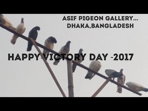 Happy victory days...pigeon show.