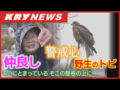 【野生のトビと仲良し】７年にもなる交流に密着・警戒心の強いトビ（鳶）と仲良しの山口県下関市豊北町の夫婦・日々の楽しみとリハビリを兼ねる