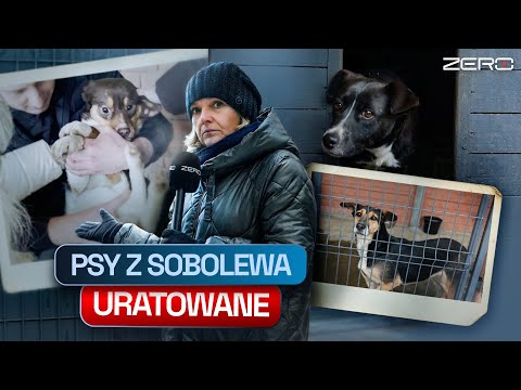 PSI LOS ZWIERZĄT Z SOBOLEWA, WÓJT MA ŻAL