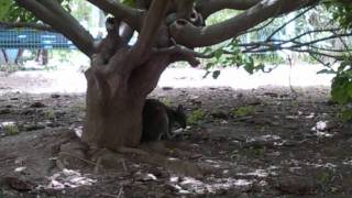 Avishai Cohen, Omer Avital, D. Freedman - Third World Love Story