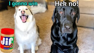 WHO EATS FASTER? Labrador Or Husky?