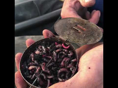 Colmic Flat Floats with Dean Smith