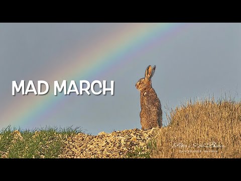 MAD MARCH, wildlife photography, boxing hares, pheasants fighting, partridges fighting, Yorks Wolds