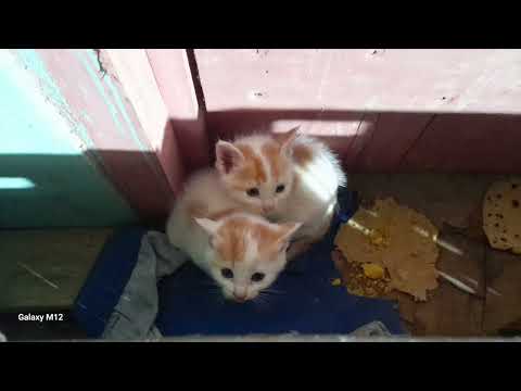 lovely cat #cut cat #mao # viral #tag