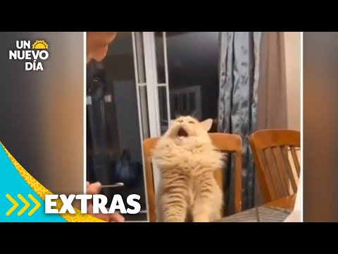 Reacción de un gato probando helado se hace viral | Un Nuevo Día | Telemundo