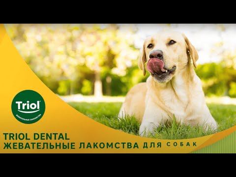 Миниатюра изображения товара Лакомство для собак Triol Dental Кость жевательная / 10151048 (25см, 5шт)