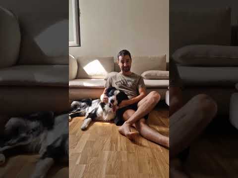 Il Border Collie Kiwi Ama le Crocchette Dogbauer