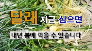 달래 지금 심으면 내년 봄에 먹을 수 있습니다. #주말 농장 달래 가꾸기.