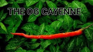 The Original Cayenne Pepper 🌶