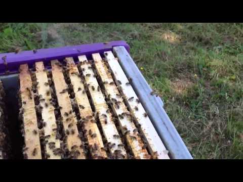 Angry Bees this morning