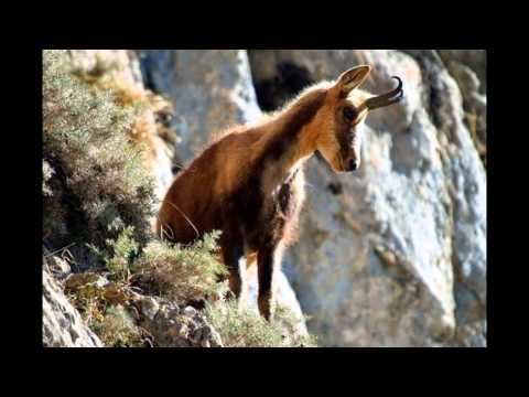 CABANA BOLBOCI...,POARTA MUNTILOR BUCEGI