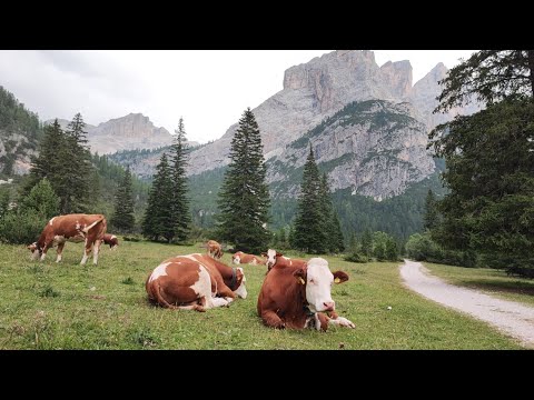 dal rifugio Capanna Alpina al Lago di Lagazuoi. 18/07/23