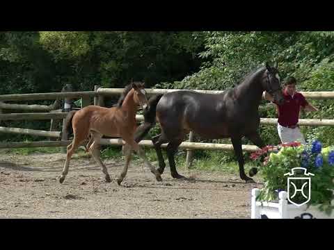 RD133 Stutfohlen von Tangelo van de Zuuthoeve   Singulord Joter   Alboretto