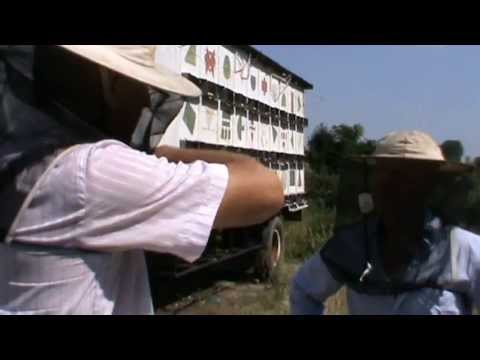 3. Apicultura - Prezentarea noului model de Bio Stup - prof. Ursu unui vizitator interesat  3/3