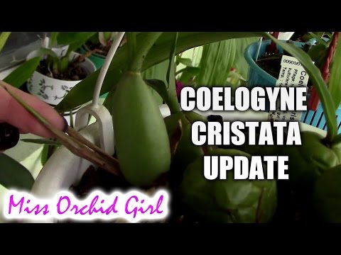 Coelogyne Cristata Orchid update