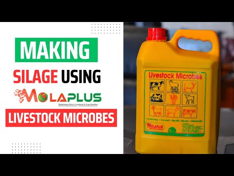 How To Make Silage Using MolaPlus Livestock Microbes - MolaPlus in Zambia