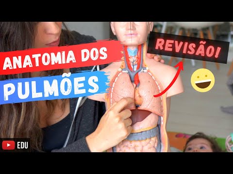 Anatomy of the Lungs: Review!