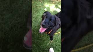 Video preview image #1 Retriever -Unknown Mix Puppy For Sale in Kennesaw, GA, USA