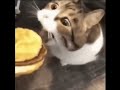 Here Kitty You Can Has Cheezburger