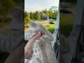 Mama Cat Comes Home To Kitten S Cry Shorts