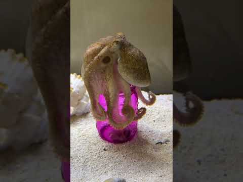 Can my octopus solve a jar puzzle?