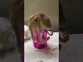 Can My Octopus Solve A Jar Puzzle