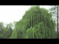 Fast Growing Weeping Willow Best Willow Ever