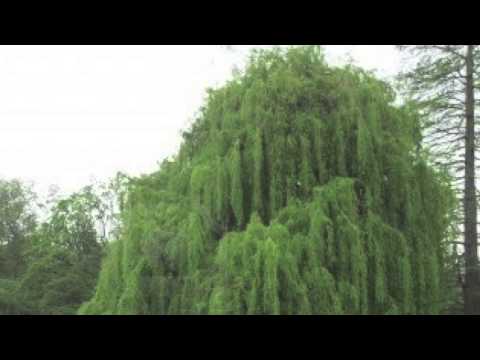 download lagu mp3 mp4 Niobe Willow, download lagu Niobe Willow gratis, unduh video klip Niobe Willow