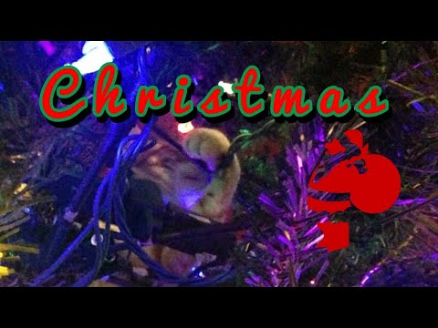 Cat eats Christmas tree