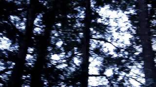 The A-OKs - The Horror in the Woods