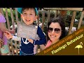 FLAMINGO BEHAVIOUR String Of Memories Animal Kingdom Lodge In 4K