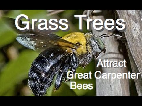 Grass Trees - Attracts Largest native Bee in Australia