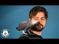 Apollo The Genius Parrot Guinness World Records